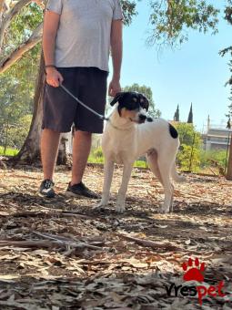 Ράτσα: Άγνωστο - Ημίαιμο | Ηλικία: 6 μηνών | Φύλο: Αρσενικό | Αρ. Microchip: - | Περιοχή: Νέα Σμύρνη, Αττική